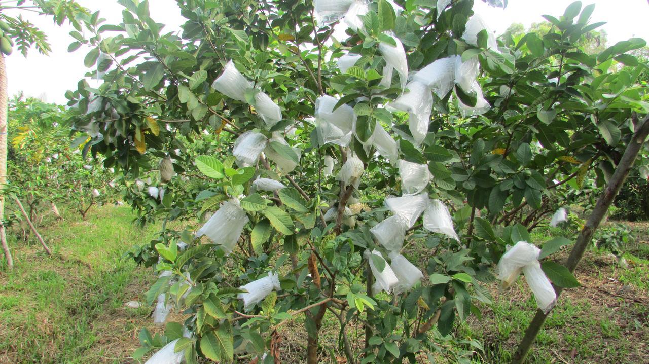 Orchard Fruit Farm Bungalow Phu Quoc Exterior photo
